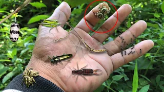 try a giant jump spider bite‼️catch long neck praying mantis, grashopper, earwings, jewel beetle