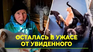 Зоозащитники рассказывают об ужасных условия в местном приюте для животных