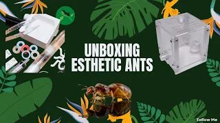Unboxing Esthetic Ants