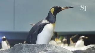 Penguins enter Bird Paradise to complete move from Jurong Bird Park