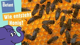 Wie machen Bienen Honig? | Der Elefant | WDR