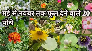 तपती गर्मी में फूल देनें वाले  20  पौधों के नाम || Permanent summer flowering plants