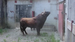 Débarquement Corrida Baltasar Iban