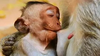 Never see mother monkey suckles her biggest baby and looks so funny