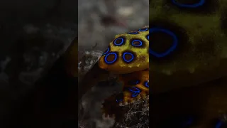 The deadly neurotoxin of the blue-ringed octopus #nature #dangerous #shorts
