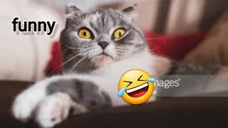 cute cat vlog 😍 #funnycat #cat #viralvideo #video #btsarmy #funny #funnyvideos