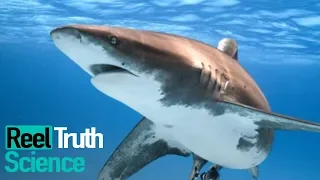 Why Did The Red Sea Shark Attacks Happen in 2010? | Science Documentary | Reel Truth Science