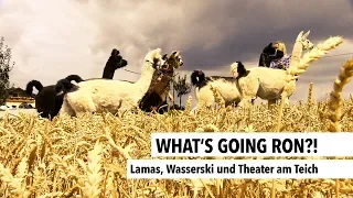 Lamas, Wasserski und Theater am Teich | RON TV |