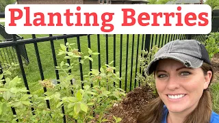 How to Plant Raspberries, Blueberries, and Blackberries | Beginner’s Guide To Plant Berries