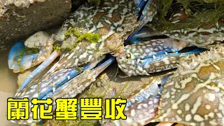 [Collection of Fierce Goods] No Man's Island Everywhere Marine Goods  Orchid Crab Marine Goods Harv