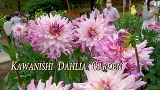 Kawanishi Dahlia Garden 2021 #川西ダリヤ園 #4K　#Dahlia