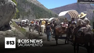 The 75th run of El Dorado County's Wagon Train down Highway 50 is underway