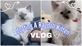 Vlog: picking up my ragdoll kitten 🌷🌱 (Petsmart shopping, A day in my life)