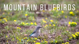 Mountain Bluebirds | Nest Building in a Strange Place 😍