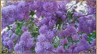 Смотрите на это чудо Цветёт сирень...  Авторское стихотворение Lilac blooms
