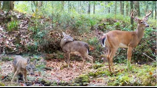 Wildlife of Alabama: Creek Bottom Trail Camera Videos