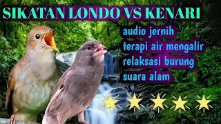 SIKATAN LONDO GACOR VS KENARI GACOR