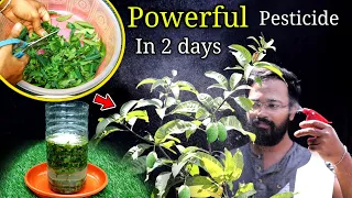 How to make POWERFUL organic pesticide at home | घर पर कीटनाशक बनाएं | Neem insecticide for plants
