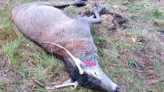 В Беловежской пуще браконьеры застрелили благородного оленя