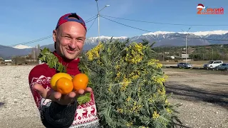 Рынок Абхазии зимой: Идем и тратим деньги. Мандарины, гранаты, киви, вяленая хурма - всё в изобилии