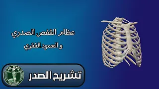 عظام القفص الصدري والعمود الفقري - الفقرات الصدرية والقطنية Thoracic and lumbar vertebrae