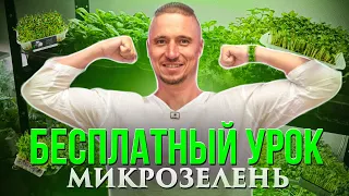 Микрозелень Зеленый Шеф