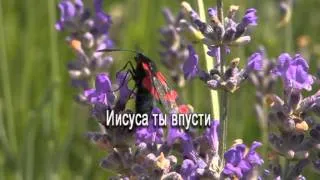 Иисуса ты впусти (плюс)