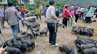 SAPA TV | CHỢ PHIÊN BIÊN GIỚI MƯỜNG KHƯƠNG BÁN TOÀN LỢN CẮP NÁCH