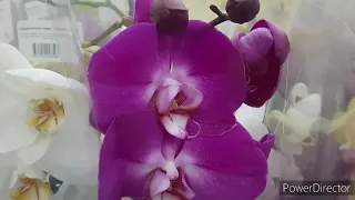 Свежие Орхидеи в Леруа 705 рублей / Арома Фаленопсисы 17 апреля 2024г.