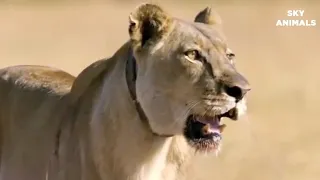 Wild Animals Fight Powerful Lion vs Monkey, Buffalo |