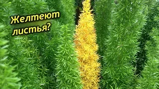 Почему желтеет и осыпается аспарагус? Что делать? Как спасти растение?