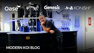 Modern Koi Blog #6200 - Ist ein Koi immer das wonach er aussieht?