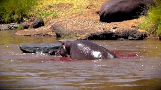 Hippo Gives Birth - Saves Newborn From Croc