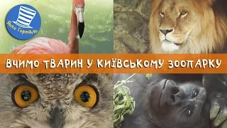 🐘 Вчимо тварин у Київському зоопарку. Розваги і відпочинок з дітьми