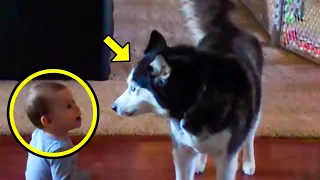 Baby Suddenly Started Howling. What The Family Husky Did Next Will Blow Your Mind!