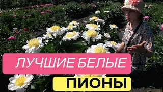 Любимые белые пионы Ворошиловой А.Б. / Сад Ворошиловой