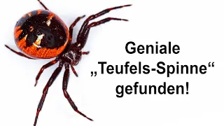 Seltsame Spinne gefunden! Wie stark ist ihr Gift?