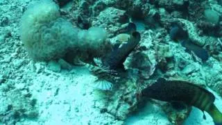 RARE! Grouper tries to eat a lionfish