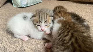 "Newborn Kittens Opening Their Eyes for the First Time"