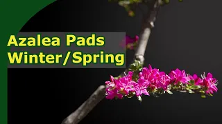 1 year developing azalea flower pads