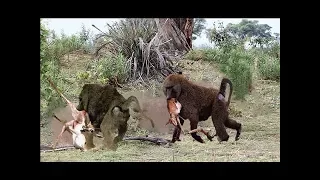 Baboon Eating Deer Most Amazing Videos And Most Watched - Youtube
