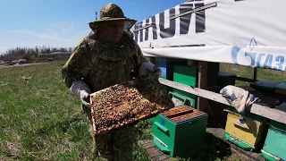 Установка вторых корпусов на ульи. Подготовка пчелосемей к делению на отводки начинающему пчеловоду.