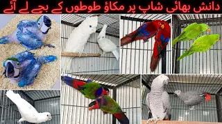 Visited at Madni Birds Shop Rashadabad Multan all Fancy and  Imported Birds available here