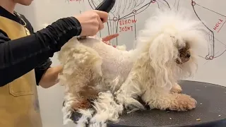 Best Clever Poodle Puppy Grooming | Puppy Grooming | Dog Grooming