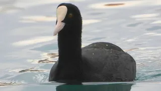 Eurasian Coot (Fulica atra) | Coot on the sea | Liska na moru