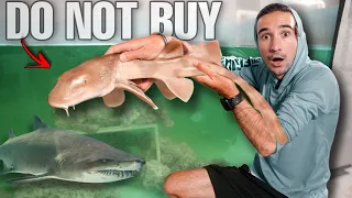 DON'T BUY SHARKS OFF THE WEB... (we got scammed!)