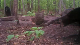 Black bears pulsing and jaw clacking at each other.