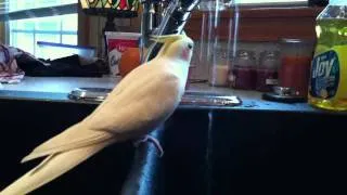 This Will Make Your Cockatiel Sing