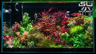 225 LITER PLANTED AQUARIUM LIT WITH SKYLIGHT HYPERSPOT FM