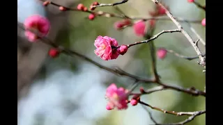 初春の散歩道で、梅が咲き始めます